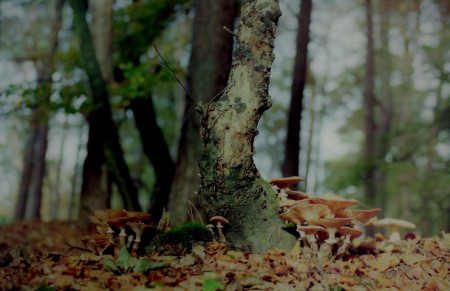 Speulderbos (2003)